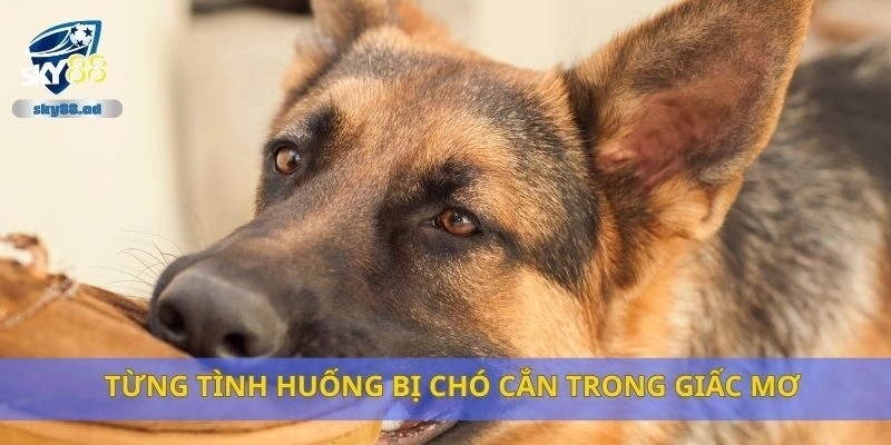 Từng tình huống bị chó cắn trong giấc mơ