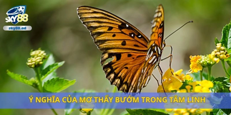 Ý nghĩa của mơ thấy bướm trong tâm linh