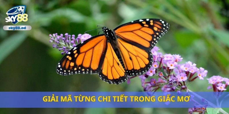 Giải mã từng chi tiết trong giấc mơ
