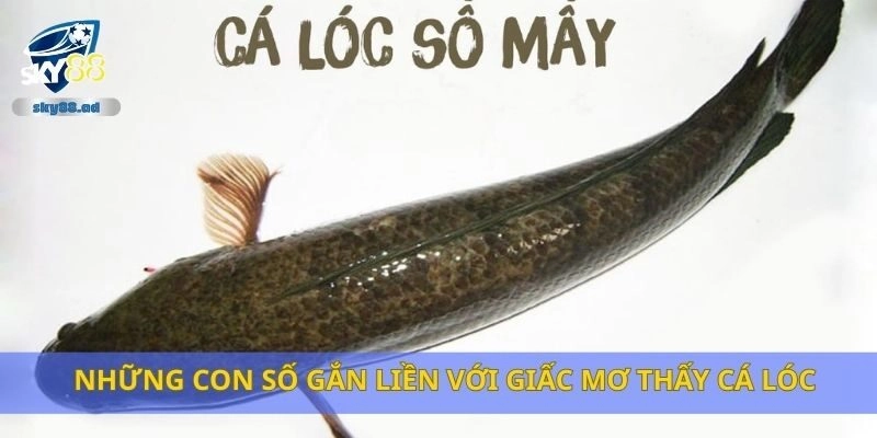 Những con số gắn liền với giấc mơ thấy cá lóc