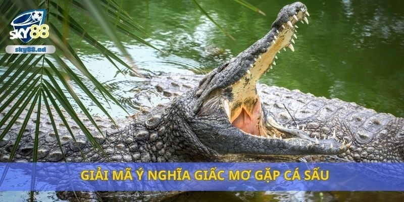 Giải mã ý nghĩa giấc mơ gặp cá sấu