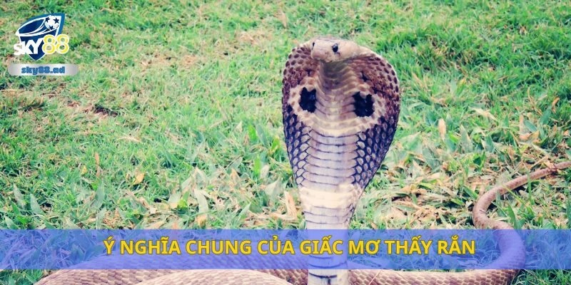 Ý nghĩa chung của giấc mơ thấy rắn